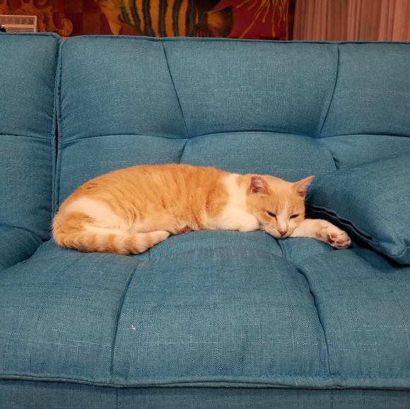 Meet your Posher, Mandi - Picture 1 of 1